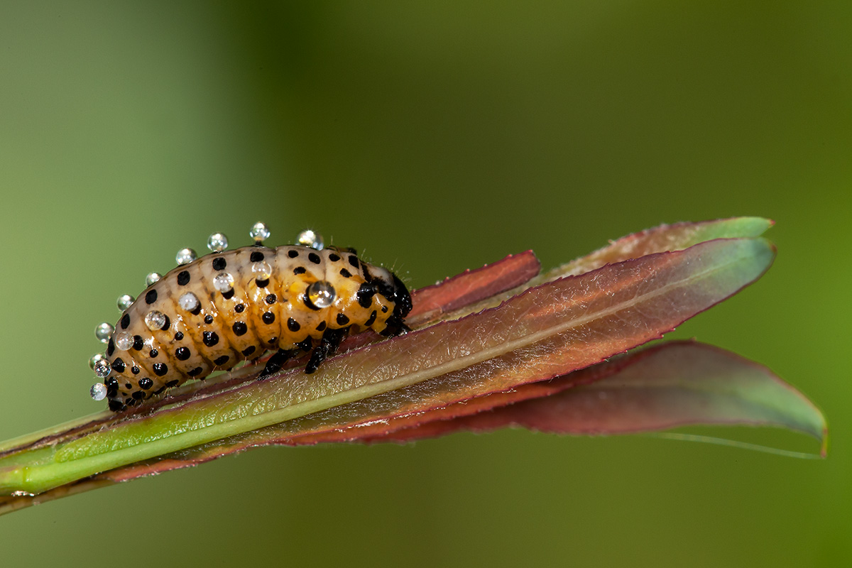 Larva di coccinella: Adalia bipunctata? No, di crisomelide, Chrysomela sp.